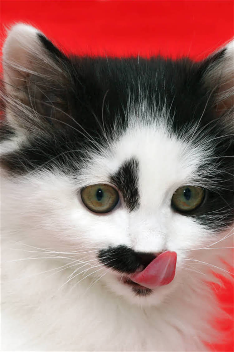 图片 纯种柴犬价格表：品种、价格区间及选购指南（附详细分析）1.jpg