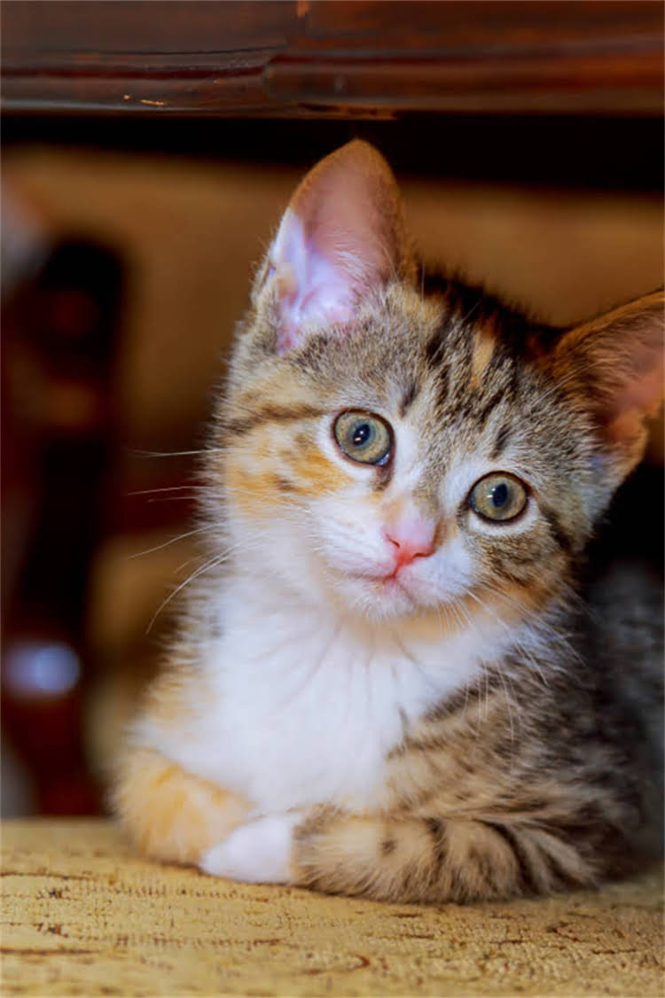 图片 纯种比熊犬的6大类型：品种分类标准与饲养指南（最新）.jpg