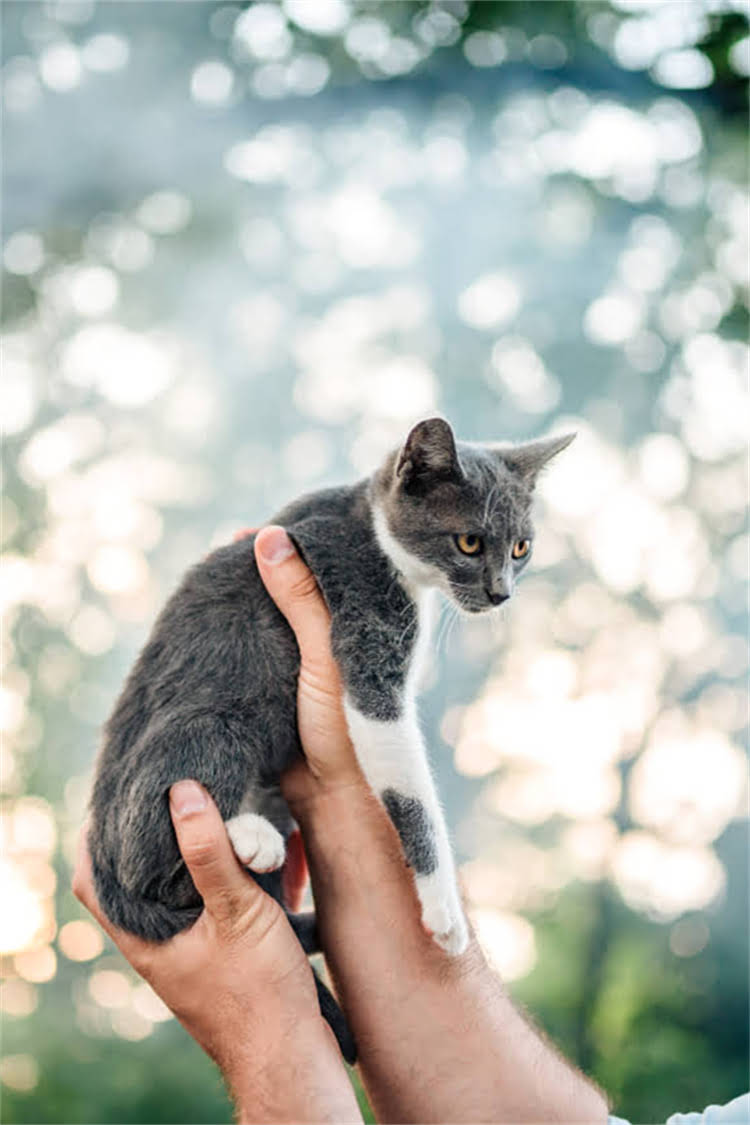 图片 纯种比熊犬的6大类型：品种分类标准与饲养指南（最新）2.jpg