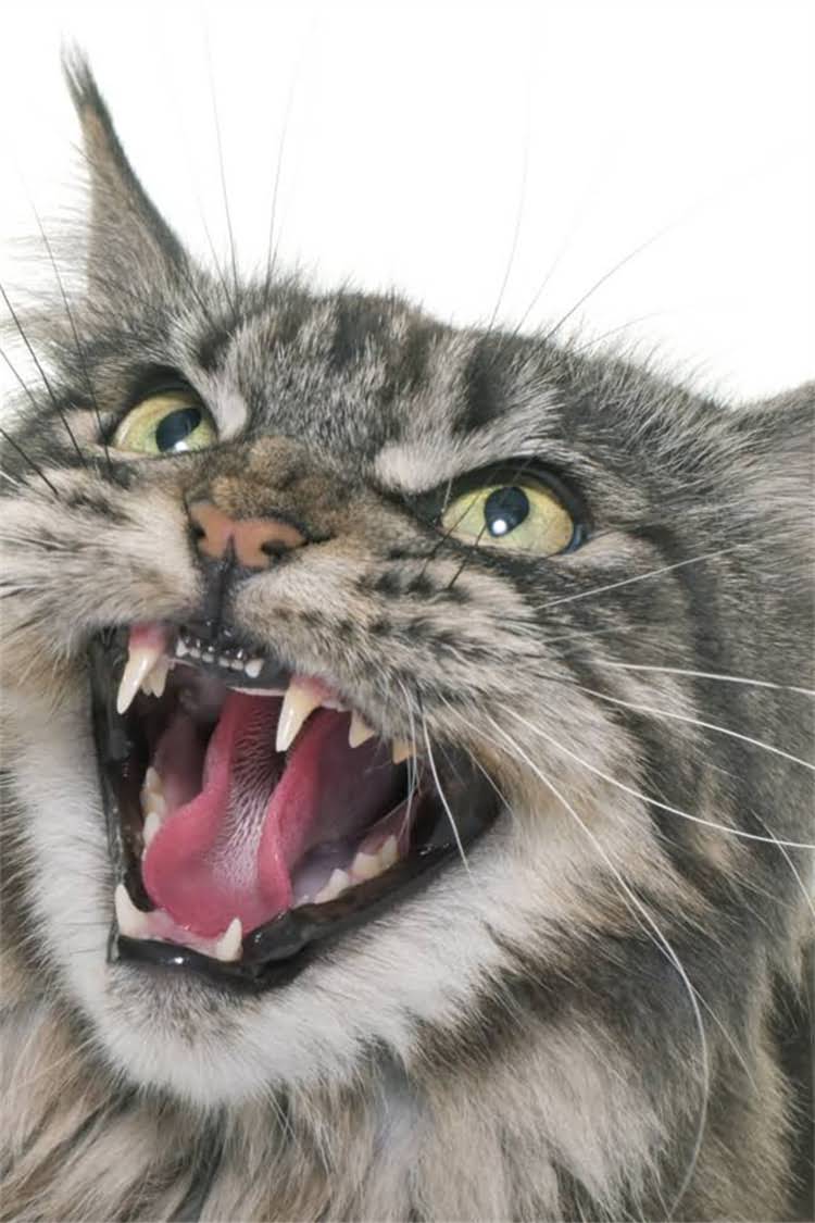 图片 纯种比熊犬皮肤颜色全：品种特征与选购指南.jpg