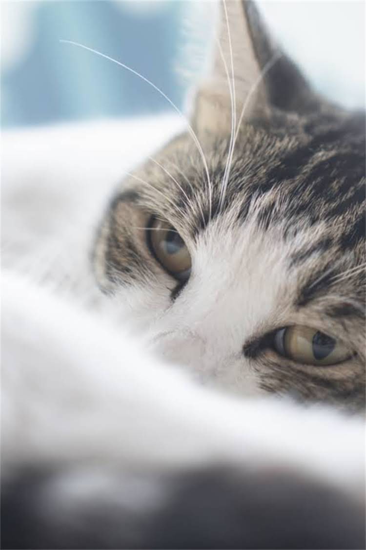 图片 纯种比熊犬皮肤颜色全：品种特征与选购指南1.jpg