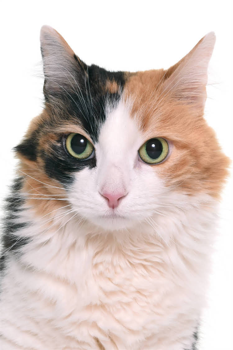 图片 纯种比熊犬皮肤颜色全：品种特征与选购指南2.jpg