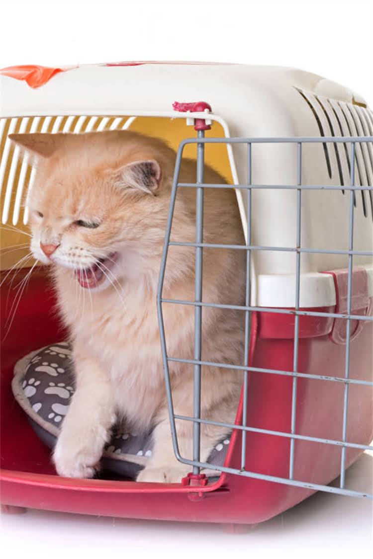 图片 纯种毛粉802原产地深度：最新价格批发采购指南质量认证全.jpg