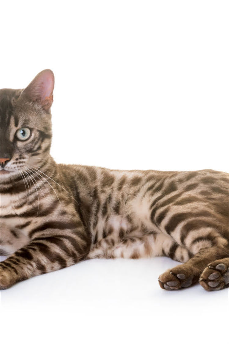 图片 纯种毛粉802原产地深度：最新价格批发采购指南质量认证全1.jpg