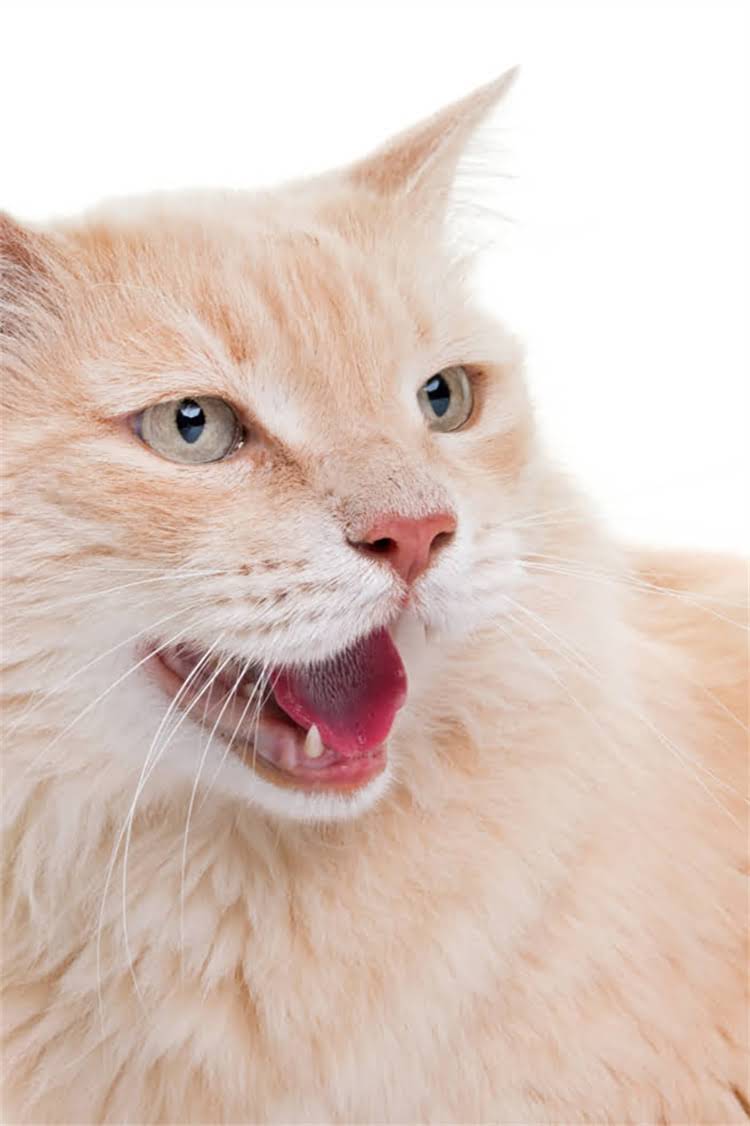 图片 纯种毛粉802原产地深度：最新价格批发采购指南质量认证全2.jpg