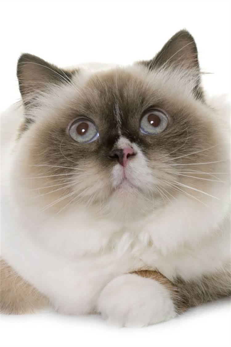 图片 纯种泰迪犬价格多少钱？最新行情+选购避坑指南1.jpg