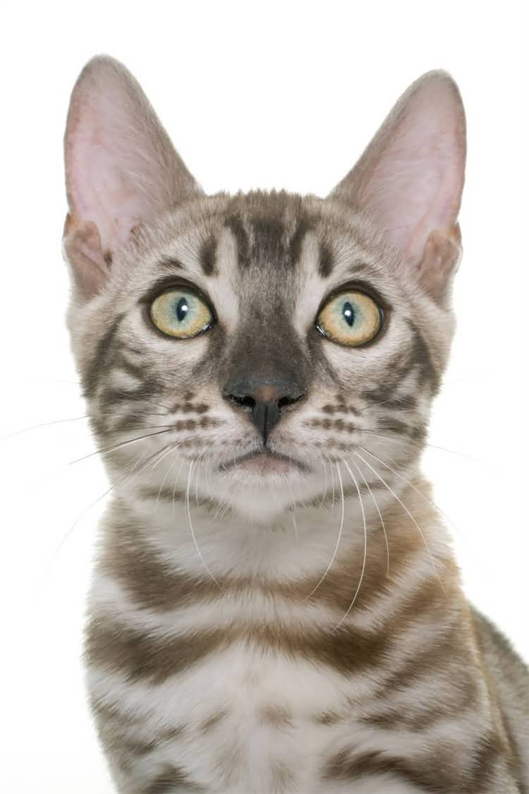 图片 纯种泰迪犬特征：品种特性、选购指南与饲养要点全攻略2.jpg