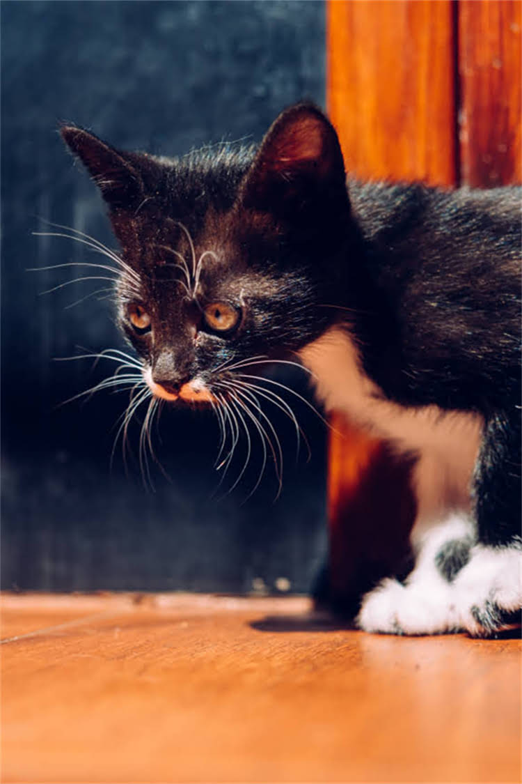 图片 纯种灵缇的标准颜色与饲养指南：品种特性及常见误区2.jpg