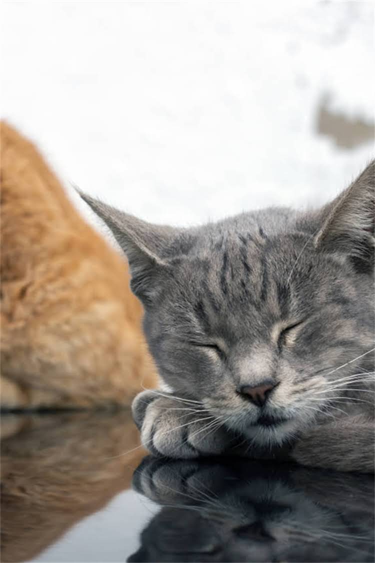 图片 纯种犬检测权威机构大公开！最新指南+自测方法全.jpg