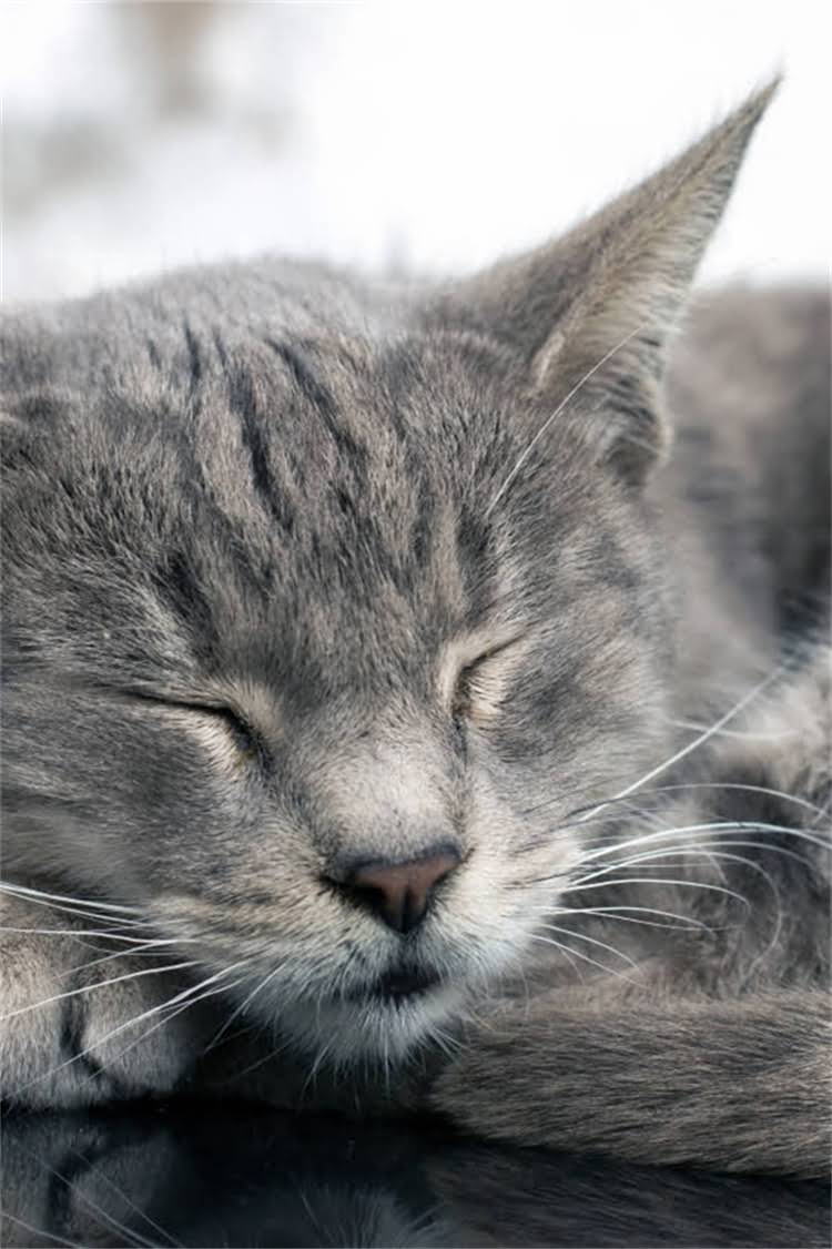 图片 纯种犬检测权威机构大公开！最新指南+自测方法全1.jpg