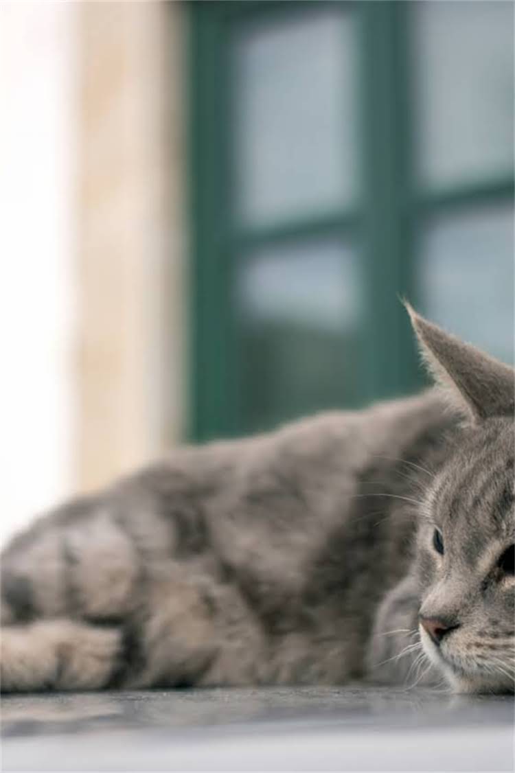 图片 纯种犬检测权威机构大公开！最新指南+自测方法全2.jpg