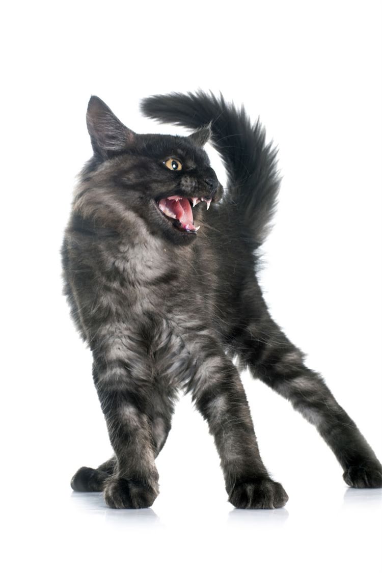 图片 纯种狗vs杂交狗：7大核心差异全+选狗指南（附健康对比表）2.jpg