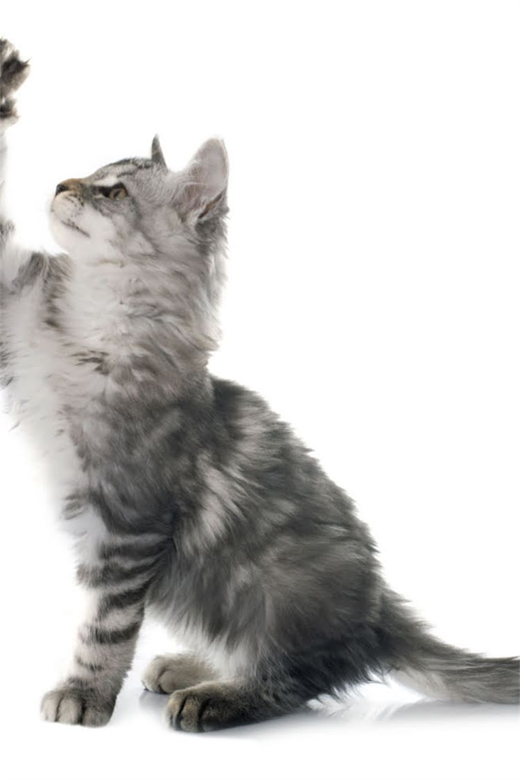 图片 纯种猫洗澡频率与科学护理指南：如何避免健康风险并延长猫咪寿命.jpg