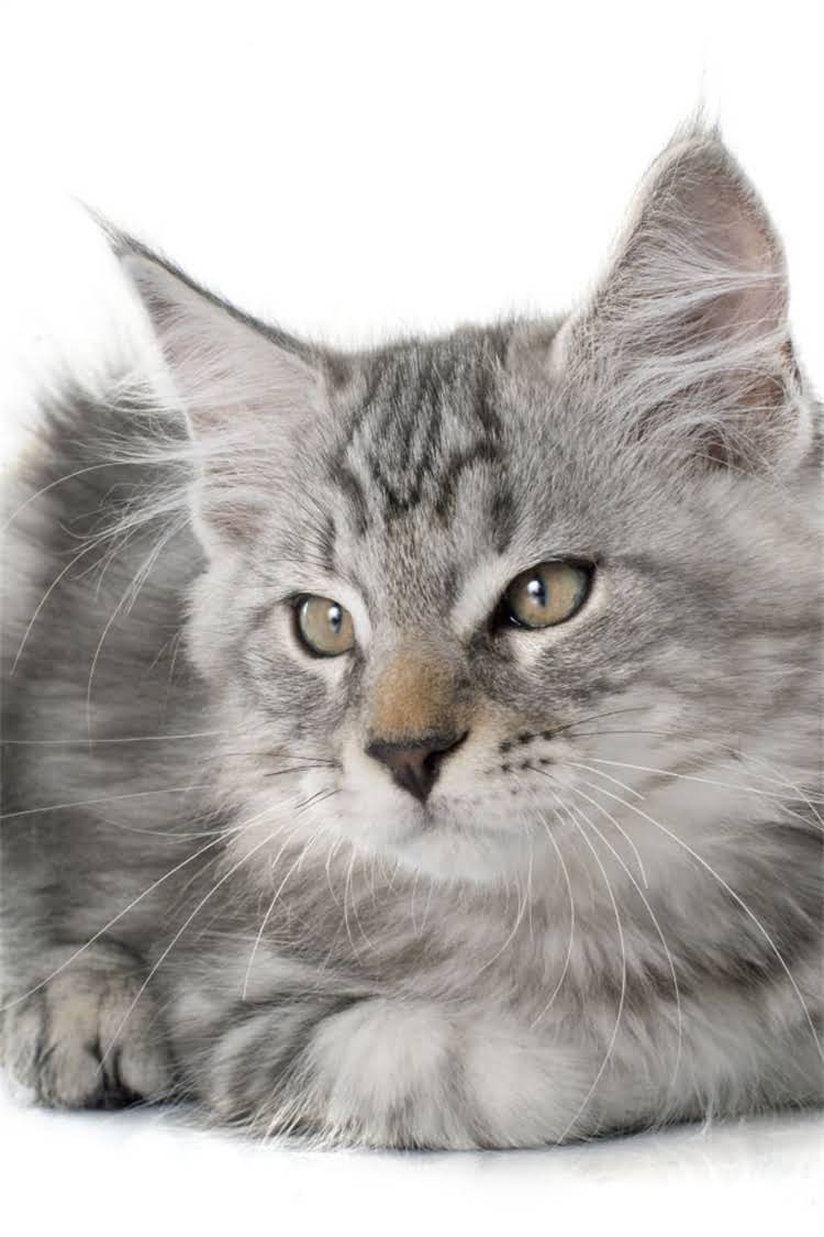 图片 纯种猫洗澡频率与科学护理指南：如何避免健康风险并延长猫咪寿命1.jpg