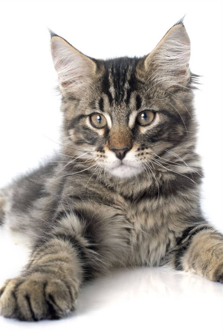 图片 纯种猫洗澡频率与科学护理指南：如何避免健康风险并延长猫咪寿命2.jpg