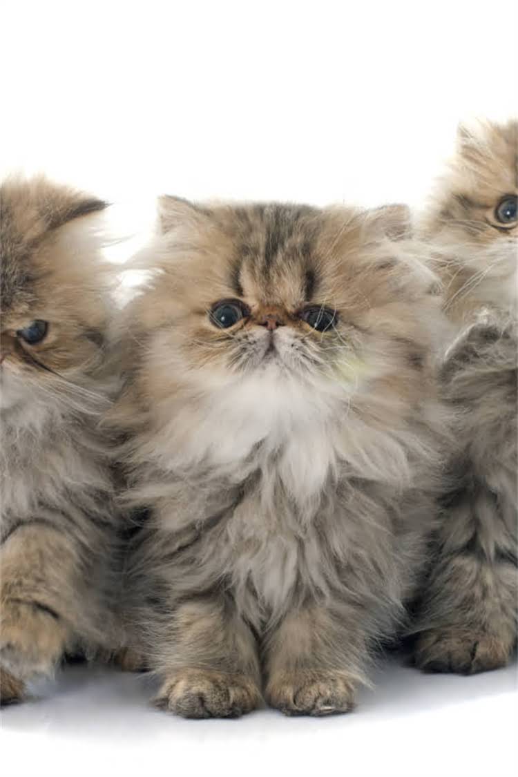 图片 纯种猫真的自带基因病吗？科学品种猫健康隐患与饲养建议2.jpg