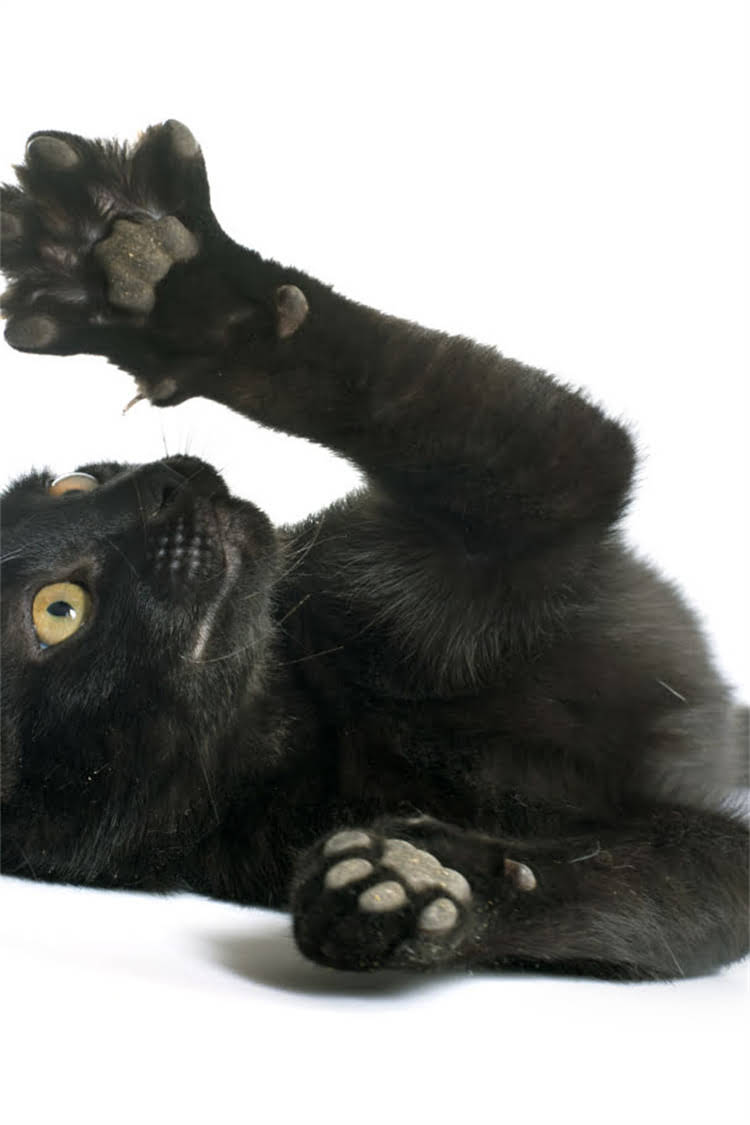 图片 纯种猫遗传病检测必读指南：科学方法与预防措施，如何避免基因疾病困扰？2.jpg