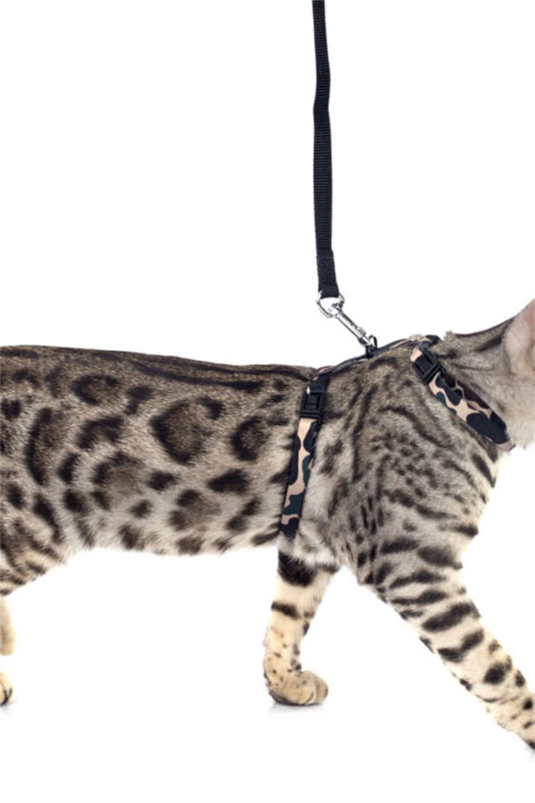 图片 纯种玩具贵宾犬价格全：品种特性、饲养指南与选购避坑攻略1.jpg