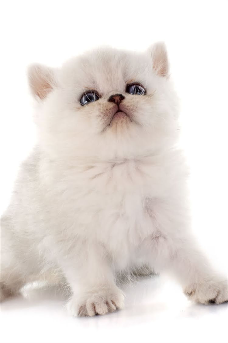 图片 纯种白德牧犬购买全攻略：哪里能买到正宗德牧？附权威渠道推荐2.jpg