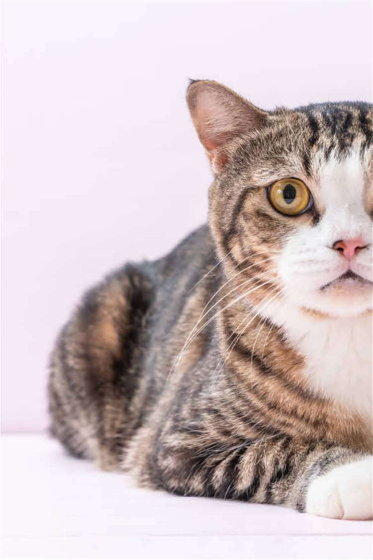 图片 纯种茶杯泰迪狗价格最新全：品种特点、选购指南与饲养成本2.jpg