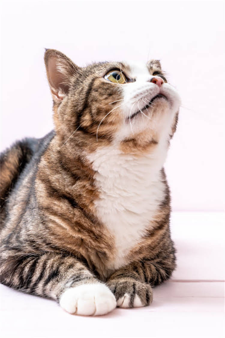 图片 纯种萨摩耶幼犬特征：5大鉴别要点+科学饲养全指南（附健康监测表）1.jpg