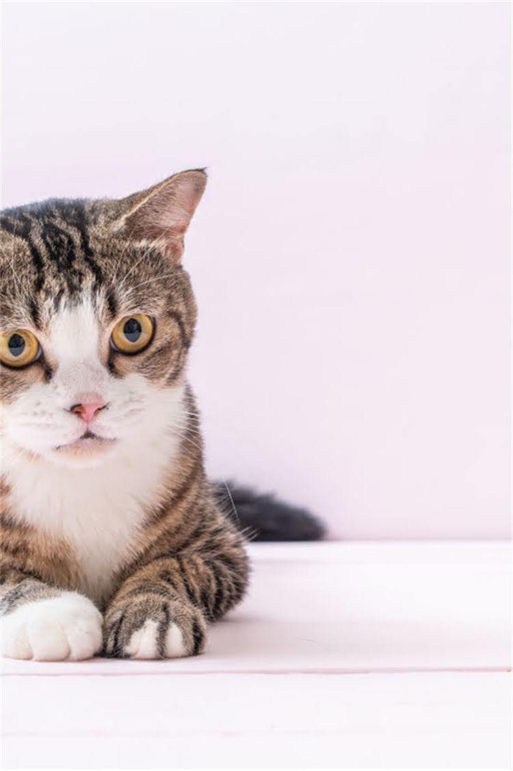 图片 纯种萨摩耶幼犬特征：5大鉴别要点+科学饲养全指南（附健康监测表）2.jpg