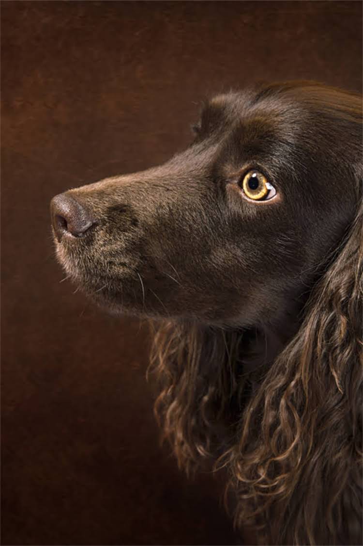 图片 纯种萨摩耶能长多大？成年体重与体型标准全（附饲养指南）.jpg