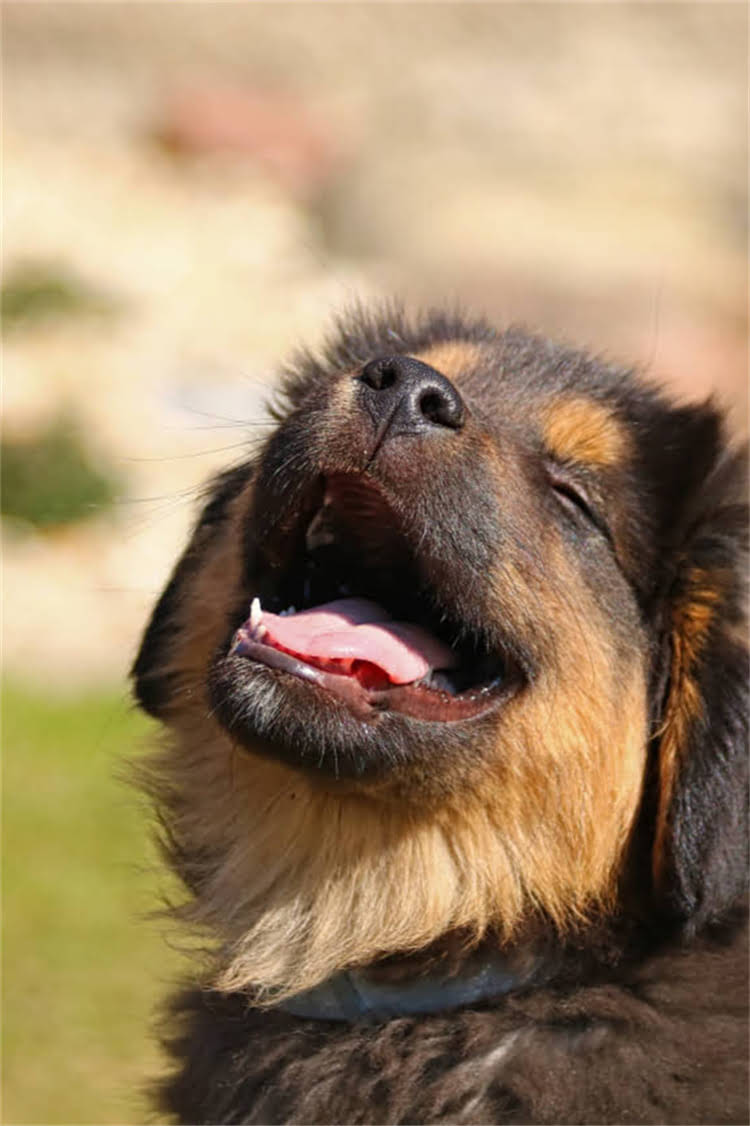 图片 纯种萨摩耶能长多大？成年体重与体型标准全（附饲养指南）1.jpg