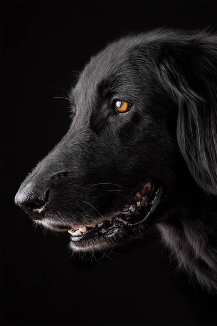 图片 纯种萨摩耶能长多大？成年体重与体型标准全（附饲养指南）2.jpg