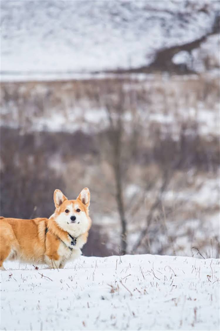 图片 纯种边牧幼犬出售价格区间及科学饲养全攻略最新边境牧羊犬培育指南.jpg