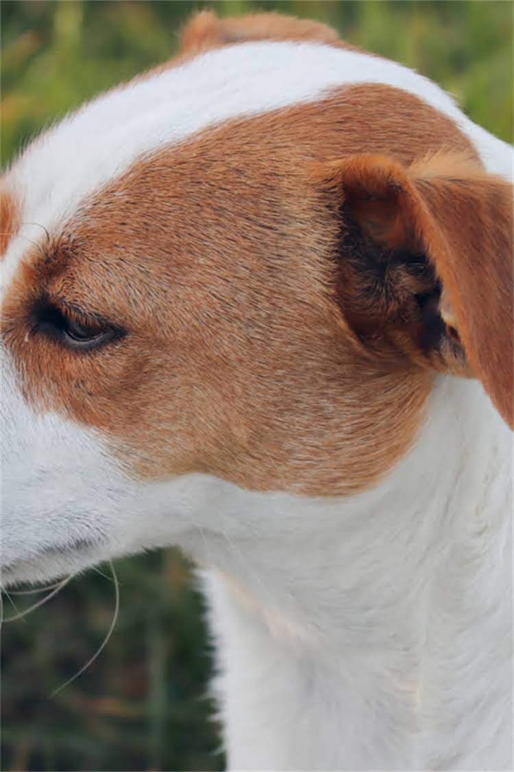 图片 纯种金毛幼犬CKU认证价格表（5000-20000元）全+健康保障+饲养指南.jpg