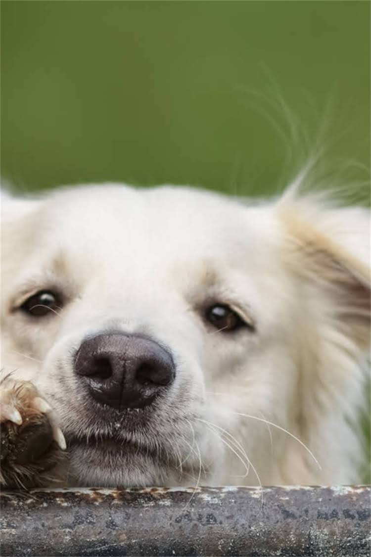 图片 纯种金毛幼犬CKU认证价格表（5000-20000元）全+健康保障+饲养指南1.jpg