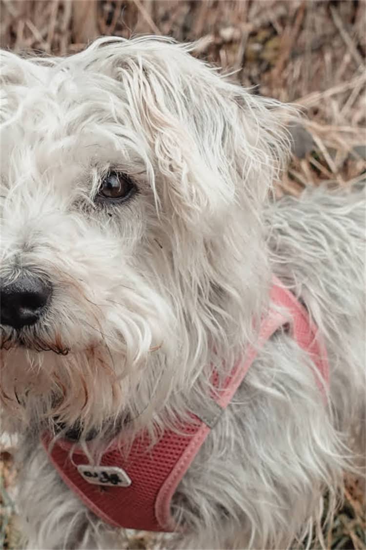 图片 纯种金毛幼犬常见症状全：如何科学应对健康问题？2.jpg