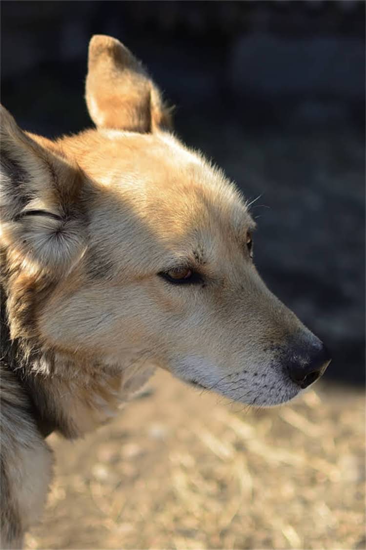 图片 纯种金毛犬选购全攻略：如何辨别血统、避免串串，新手必看的养犬指南1.jpg