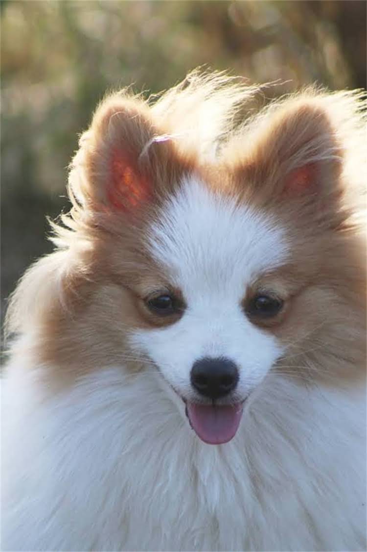 图片 纯种银狐价格及购买渠道全（附鉴别指南）2.jpg