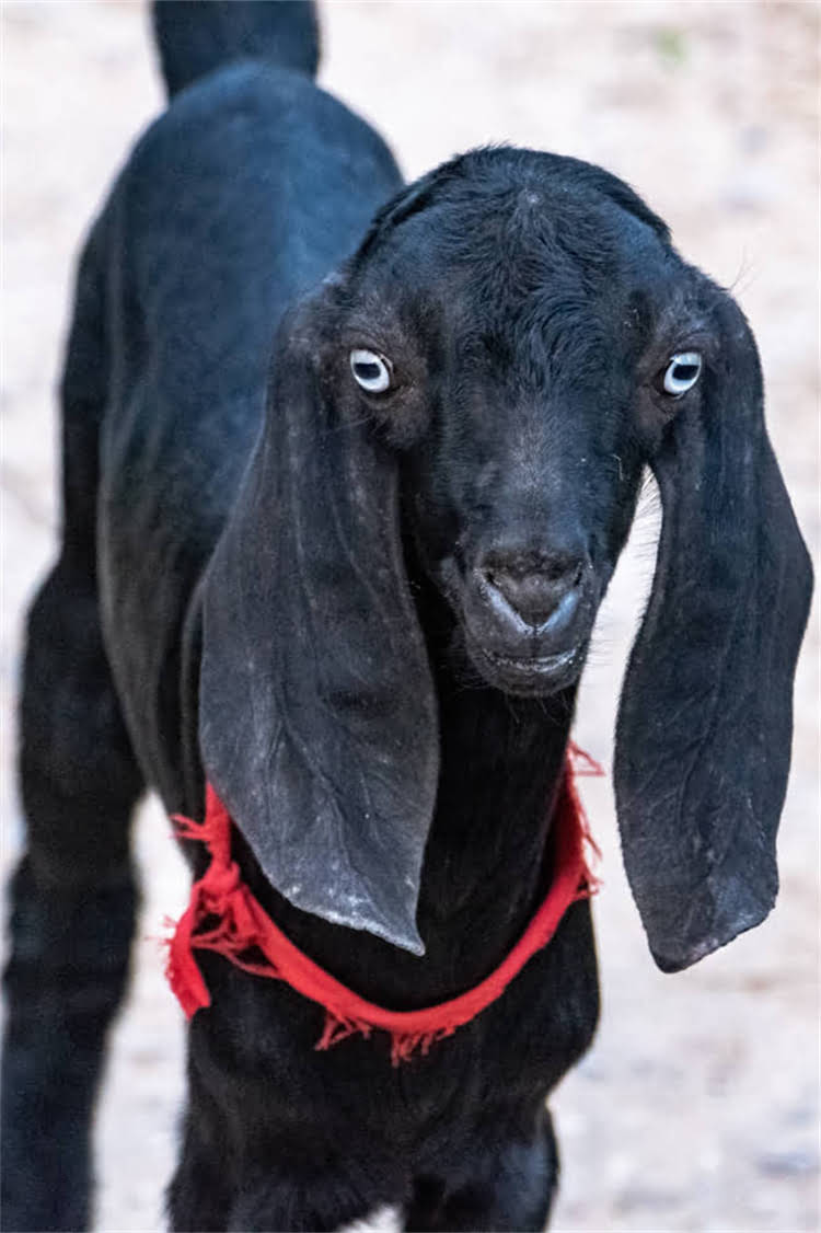 图片 纯种银狐耳朵发黄？常见原因及科学养护指南.jpg