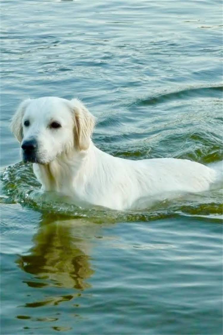 图片 纯种银狐耳朵发黄？常见原因及科学养护指南2.jpg