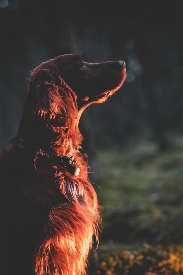 图片 纯种阿拉斯加哪里能买到？北京上海等城市正规犬舍推荐及饲养指南（附价格参考）.jpg