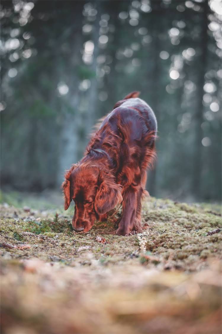 图片 纯种阿拉斯加哪里能买到？北京上海等城市正规犬舍推荐及饲养指南（附价格参考）1.jpg