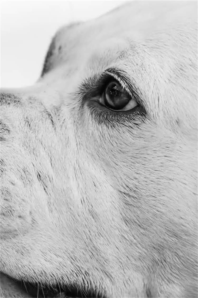 图片 纯种雪纳瑞成犬标准体重范围及饲养指南：8-11公斤黄金区间如何科学管理？2.jpg