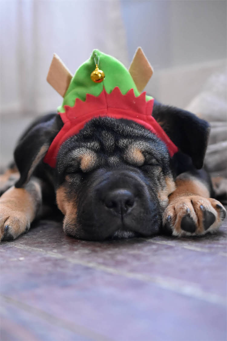 图片 纯种雪纳瑞犬感冒症状及治疗方法（附紧急处理指南）.jpg