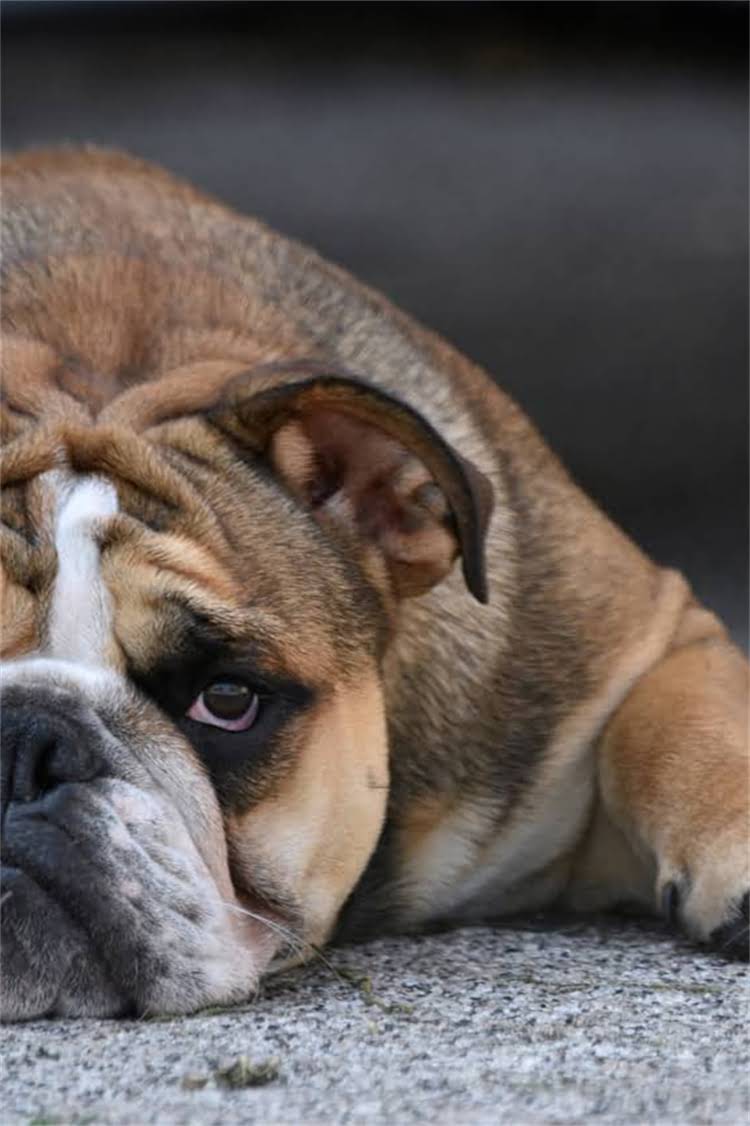 图片 纯种雪纳瑞犬感冒症状及治疗方法（附紧急处理指南）1.jpg