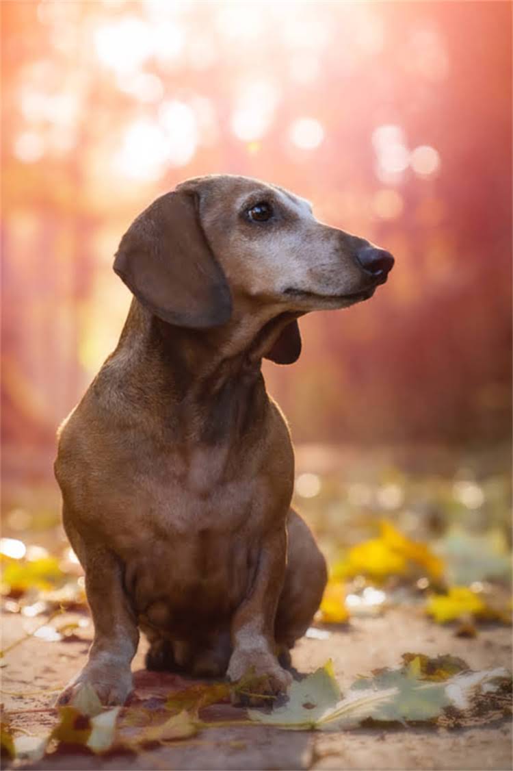 图片 纯种马犬幼犬鉴别全攻略：5大特征+3步判断法，新手也能轻松上手！2.jpg