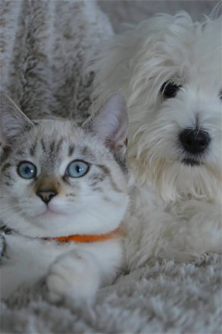 图片 纯种高加索犬外貌特征全：10大鉴别要点与饲养指南.jpg