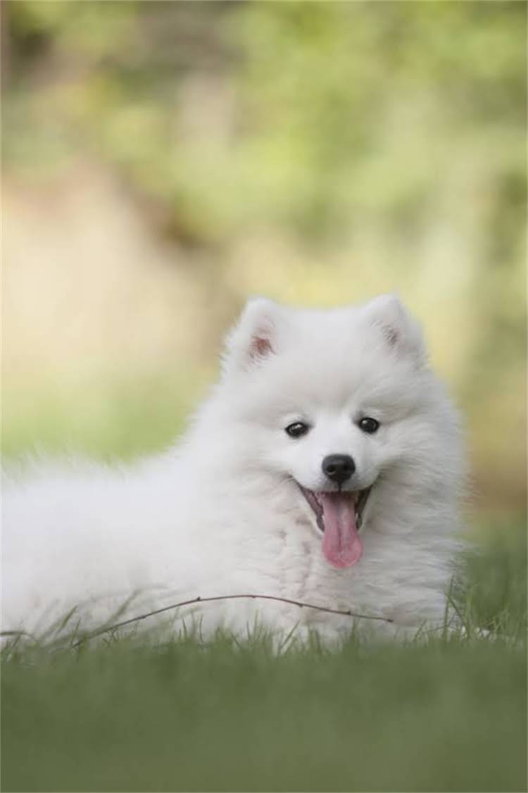 图片 纯种高加索犬外貌特征全：10大鉴别要点与饲养指南1.jpg