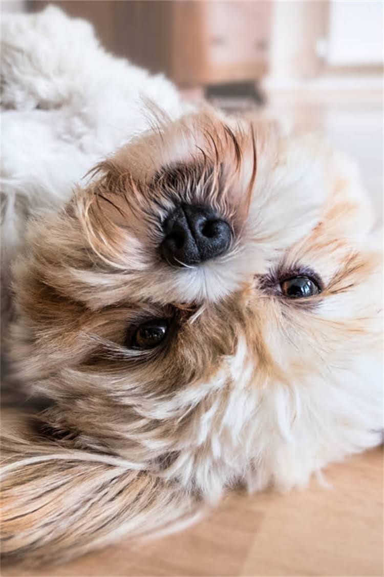 图片 纯种高加索犬外貌特征全：10大鉴别要点与饲养指南2.jpg