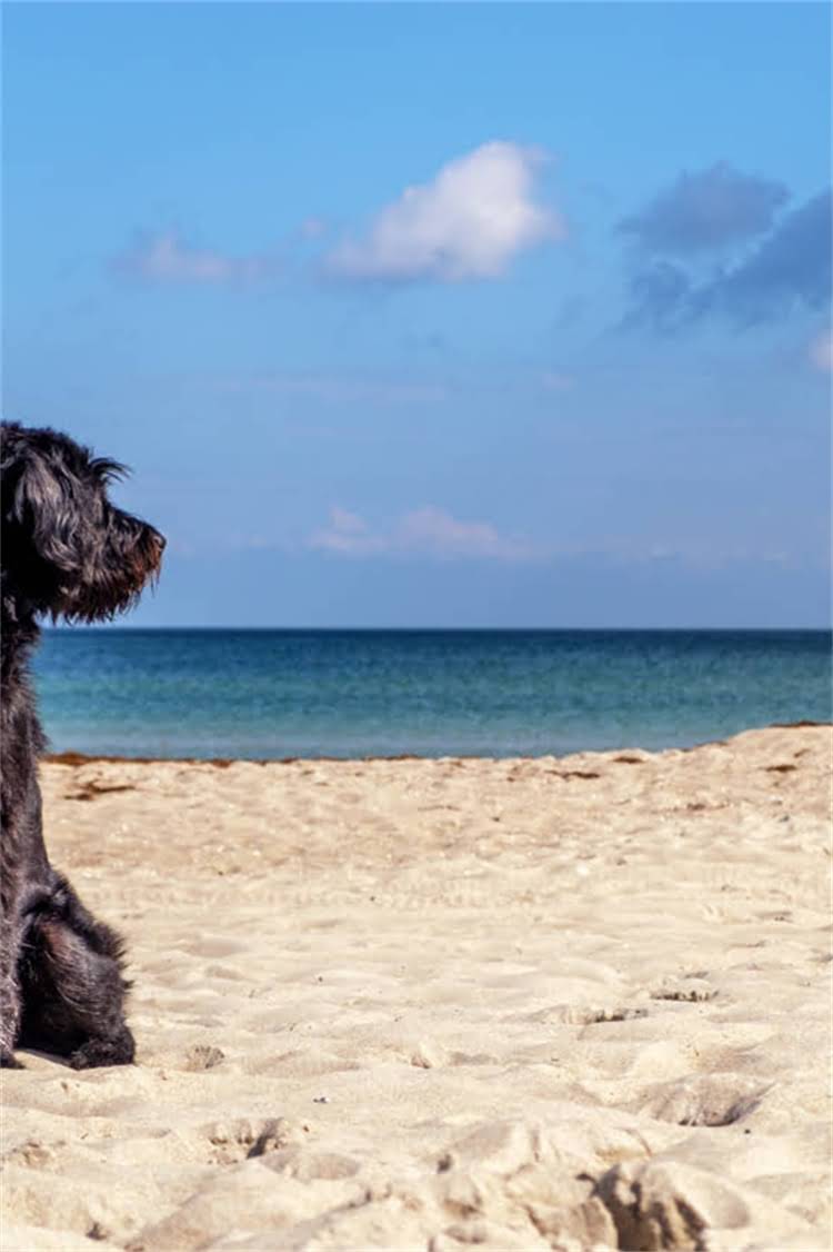 图片 纽翠斯猫粮怎么样？十大优点+真实测评，新手养猫必看！1.jpg