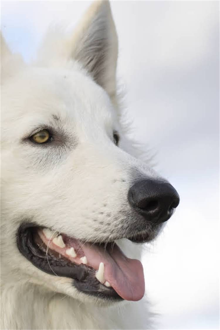 图片 细小恢复期嗜睡怎么办？专业护理指南与注意事项2.jpg