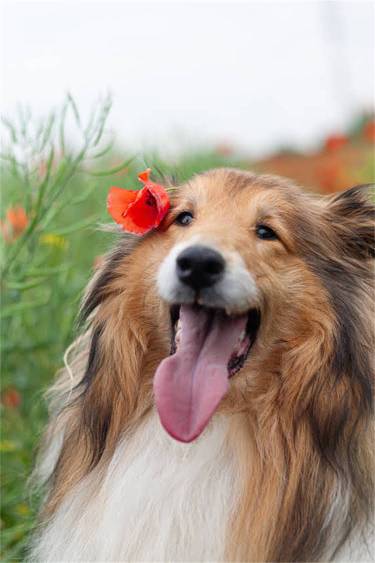 图片 给小狗测体温全攻略：3步操作+常见误区，新手必看！.jpg