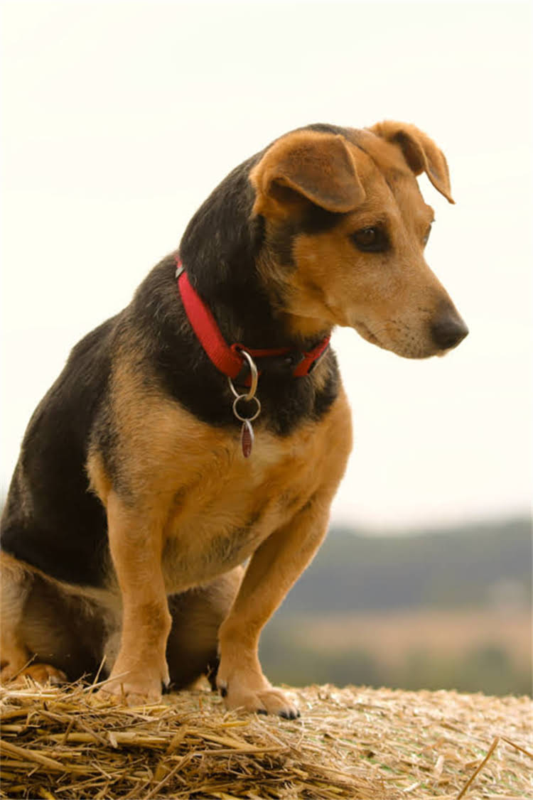 图片 给小狗测体温全攻略：3步操作+常见误区，新手必看！1.jpg